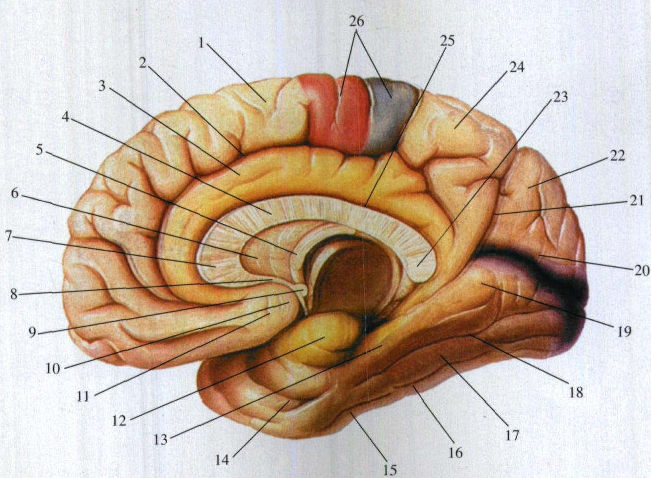 图5-1-65 大脑内侧面(示边缘系统)-基础医学-医学